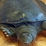 すっぽん料理 土佐一 - 