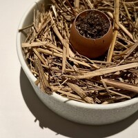 Plaiga TOKYO - 