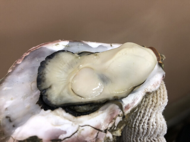 かき小屋（松島観光協会） - 松島（かき）の写真