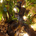 北新地しゃぶしゃぶすき焼き きらく - 