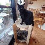 books to curry 猫のしっぽ - 