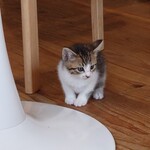 books to curry 猫のしっぽ - 