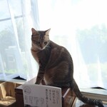 books to curry 猫のしっぽ - 