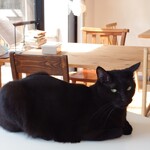 books to curry 猫のしっぽ - 