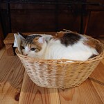 books to curry 猫のしっぽ - 