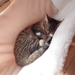 books to curry 猫のしっぽ - 