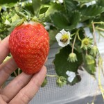 姫路ハートフル観光農園 - 