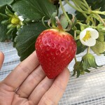 姫路ハートフル観光農園 - 