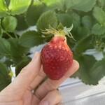 姫路ハートフル観光農園 - 