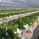 姫路ハートフル観光農園 - 