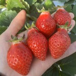 姫路ハートフル観光農園 - 