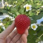 姫路ハートフル観光農園 - 