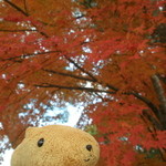 眺めのいいカフェ パ・ノ・ラ・マ - お店の隣の紅葉