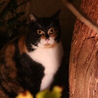 チェルカ トローヴァ - 