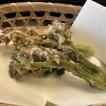 よし町 - ハリギリ、タラの芽