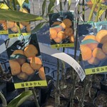JiProign - 幻の福来みかんの苗木がリーズナブルなお値段で^_^