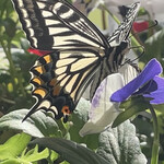 JiProign - アゲハの人工給餌の方法はある程度確立したけど、こうやって自発的に夢中で食事をしている姿を観ると、今のところ自然には完敗だなと畏れいる^_^