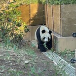 上野動物園 カフェカメレオン - 初めてのパンダ