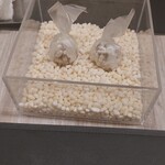 サンプリシテ - 