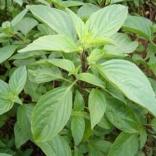 Gapao rice made with fresh gapao (basil)