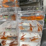 焼きもの家 慶 - 今日は55匹の金魚がおうちにやって来た^_^