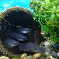 炭焼うな富士 大丸京都別邸 - 