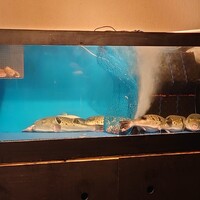 駒響 - 大きい河豚