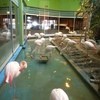 メヒコ  郡山フラミンゴ館