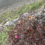 JiProign - ウエルシアの向かいの歩道のミツバカエデの足元に狂い咲きしたツツジ^_^