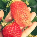 ANN - 上  やよい姫   