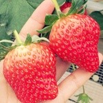 ストロベリーフィールズ - 