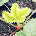 ストロベリーフィールズ - 