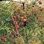 松村りんご園 - 