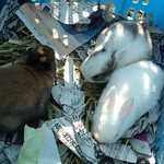 松村りんご園 - 