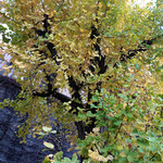 アレヴェリー テラス - これから色づくイチョウの木