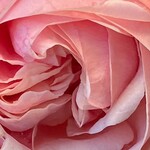 プティポアン - わが家の庭に寒くても咲いてくれたハイブリッドティーローズのアフロディーテ…感謝ありがとうございます♡