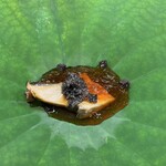 にくの匠 三芳 - 