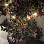 鮨 一二郎 - 赤いリボンを結んだクリスマスツリーみたいでかわいい♥️これは何ていう植木ですか？ご存知の方がいらっしゃったら教えてください。