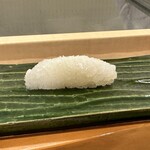 赤吉 - アオリイカ