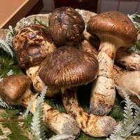 御料理 一燈 - 勝山産松茸を見せて頂きました