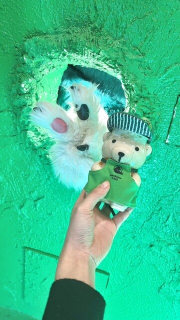 くまさんボトルデザインは期間限定で変わる』by peach278 : ANAKUMA