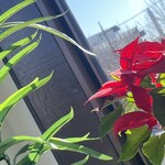 JiProign - 秋の終わりに葉を落としたミツバカエデのB-52号を透かしてエキスポセンターのH2ロケットが見える。あれが若葉で見えなくなれば春だ。