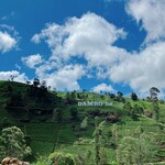 Damro Tea Factory - Labookellie Tea Lounge - 