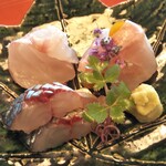 筑紫亭 - ●お造り 関鯖・クエ・ハマボウフウ(刺身のつま)