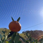 マルフクガーデン - 料理写真:みかんは食べ放題