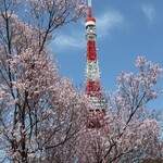 カフェ＆バー タワービューテラス - 芝公園や御成門の並木はまだつぼみでしたが、増上寺はちょうど見頃です。