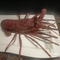マラルンガ鉄板焼 - 伊勢海老、焼く前
