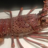 マラルンガ鉄板焼 - 伊勢海老、焼く前