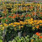 フランス料理 レストラン大澤 - 