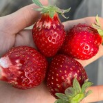 姫路ハートフル観光農園 - 